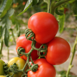 Farm fresh tomato